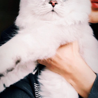 Scottish Fold, Kedi Vegas fotoğrafı