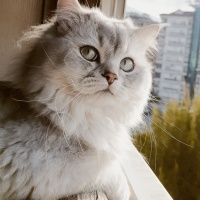 Scottish Fold, Kedi Vegas fotoğrafı