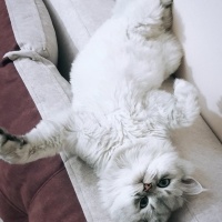 Scottish Fold, Kedi Vegas fotoğrafı