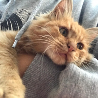 Sarman, Kedi Garfield fotoğrafı