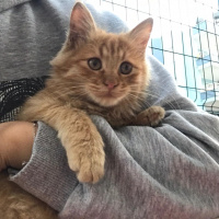 Sarman, Kedi Garfield fotoğrafı