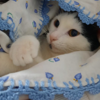 Tuxedo (Smokin) Kedi, Kedi Güneş fotoğrafı