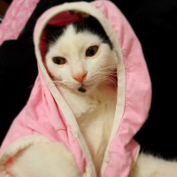 Tuxedo (Smokin) Kedi, Kedi Güneş fotoğrafı