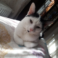 Tuxedo (Smokin) Kedi, Kedi Güneş fotoğrafı