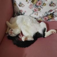 Tuxedo (Smokin) Kedi, Kedi Güneş fotoğrafı