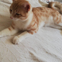 Tekir Kedi, Kedi İstediğiniz ismi koyabilirsiniz fotoğrafı