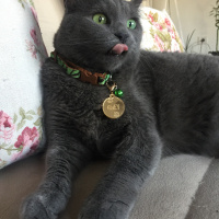 British Shorthair, Kedi Grey fotoğrafı