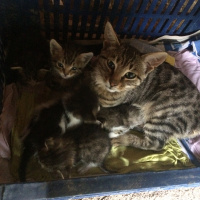 Tekir Kedi, Kedi Theo fotoğrafı