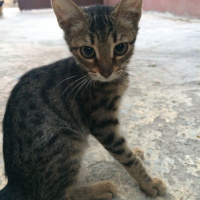 Tekir Kedi, Kedi Theo fotoğrafı