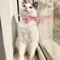 Tekir Kedi, Kedi Pişon fotoğrafı