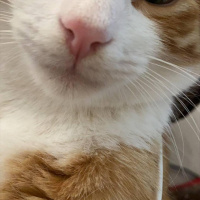 Sarman, Kedi HAVUÇ fotoğrafı