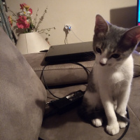 Tekir Kedi, Kedi Haru fotoğrafı