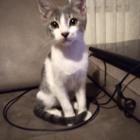 Tekir Kedi, Kedi Haru fotoğrafı