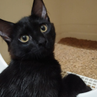 Bombay, Kedi Yılmaz fotoğrafı