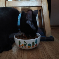 Bombay, Kedi Yılmaz fotoğrafı