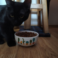 Bombay, Kedi Yılmaz fotoğrafı