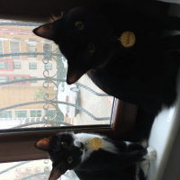 Bombay, Kedi Yılmaz fotoğrafı