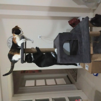 Bombay, Kedi Yılmaz fotoğrafı