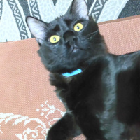 Bombay, Kedi Yılmaz fotoğrafı