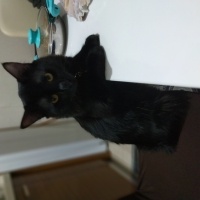 Bombay, Kedi Yılmaz fotoğrafı