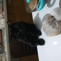 Bombay, Kedi Yılmaz fotoğrafı