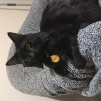 Bombay, Kedi Yılmaz fotoğrafı