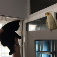 British Shorthair, Kedi Lady fotoğrafı