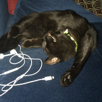 British Shorthair, Kedi Lady fotoğrafı