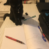 British Shorthair, Kedi Lady fotoğrafı