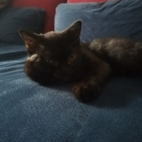 British Shorthair, Kedi Lady fotoğrafı