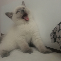 British Shorthair, Kedi Aqşin fotoğrafı