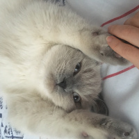 British Shorthair, Kedi Aqşin fotoğrafı