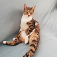 Tekir Kedi, Kedi Püskül fotoğrafı