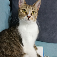 Tekir Kedi, Kedi Püskül fotoğrafı