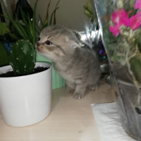 Scottish Fold, Kedi Huzur fotoğrafı
