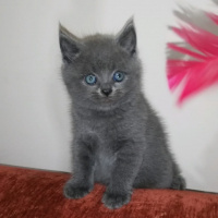 Scottish Fold, Kedi Huzur fotoğrafı
