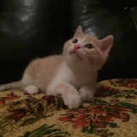 Tekir Kedi, Kedi minik dostumuzun henüz adı yok fotoğrafı