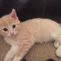 Tekir Kedi, Kedi minik dostumuzun henüz adı yok fotoğrafı