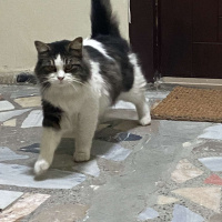 Tekir Kedi, Kedi Hector fotoğrafı