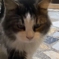 Tekir Kedi, Kedi Hector fotoğrafı