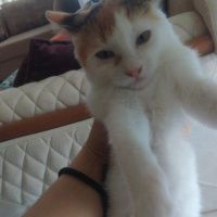 Tekir Kedi, Kedi ÇÖREK fotoğrafı