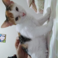 Tekir Kedi, Kedi ÇÖREK fotoğrafı