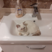 British Shorthair, Kedi Çokomel fotoğrafı