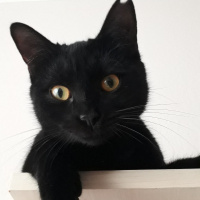 Tekir Kedi, Kedi Jiji fotoğrafı