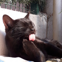 Tekir Kedi, Kedi Jiji fotoğrafı