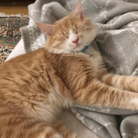 Sarman, Kedi Lokum fotoğrafı