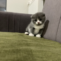 British Shorthair, Kedi Marsın Yavruları fotoğrafı