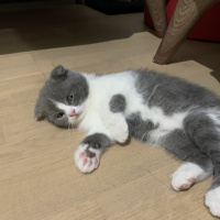 British Shorthair, Kedi Marsın Yavruları fotoğrafı
