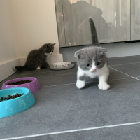 British Shorthair, Kedi Marsın Yavruları fotoğrafı