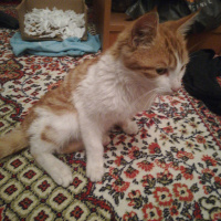 Sarman, Kedi Konulmadı fotoğrafı